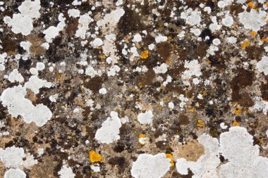 Taş üzerinde Lichens ve yosun tam çerçeve arkaplan dokusu