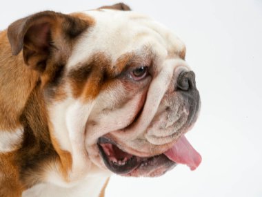 Genç, geleneksel bir İngiliz Bulldog beyaz, pürüzsüz bir zeminde oturur ve talimatları bekler.