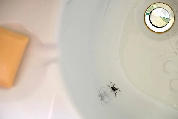 Spinne Gefangen Einem Leeren Weißen Bad — Stockfoto