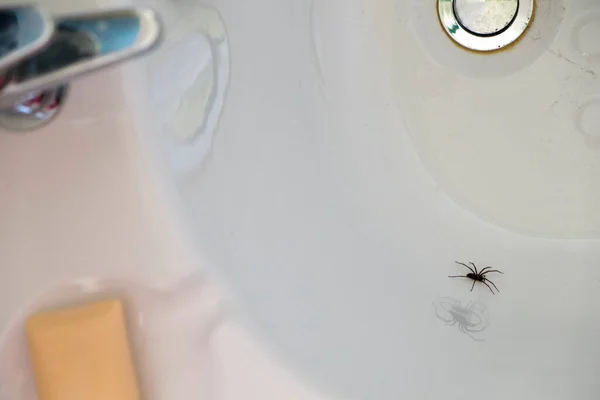 空の白い風呂に閉じ込められたクモ — ストック写真