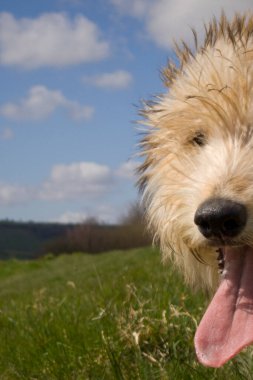 Genç köpek tarlalarda gezinmeyi bekliyor.