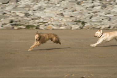 A pet Lurcher puppy dog bitch running on a beach, being chased by a labrador. Motion blur.