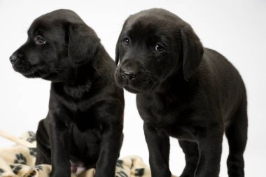 İtaatkar poz veren iki şirin siyah labrador yavrusu