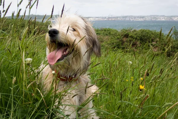 Chien Agité Reposant Dans Champ Herbe Pendant Une Promenade Campagne — Photo