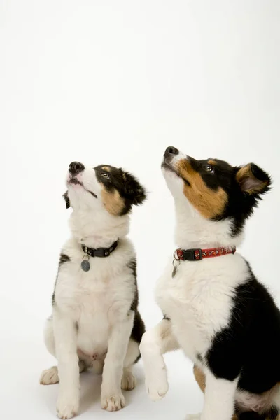 Twee Schattige Jonge Border Collie Pups Kijken Gehoorzaam Naar Hun — Stockfoto
