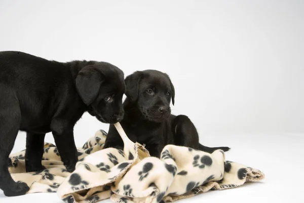 Two Cute Black Labrador Puppies Obediently Posing — Stock Photo, Image