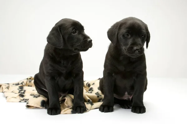 Two Cute Black Labrador Puppies Obediently Posing — Stock Photo, Image