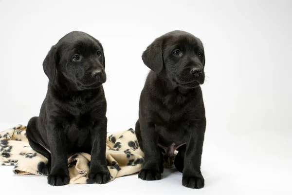 Dois Bonito Preto Labrador Filhotes Obedientemente Posando — Fotografia de Stock