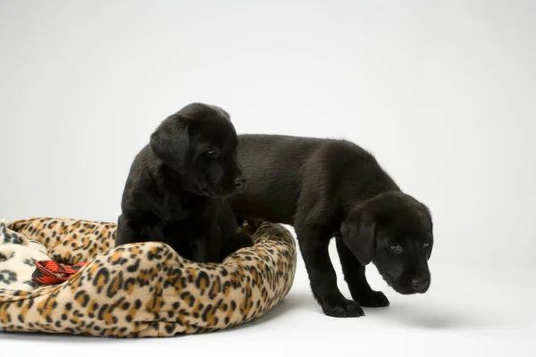 Junge Schwarze Labrador Welpen Steigen Aus Dem Bett — Stockfoto