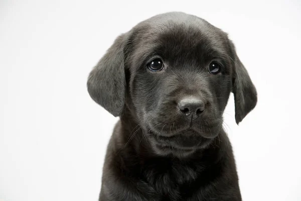Young Black Labrador Puppy Looking Camera — Stock Photo, Image