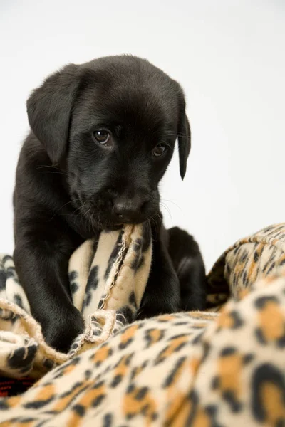 Bonito Filhote Cachorro Preto Labrador Mastigar Cobertor Olhando Para Câmera — Fotografia de Stock