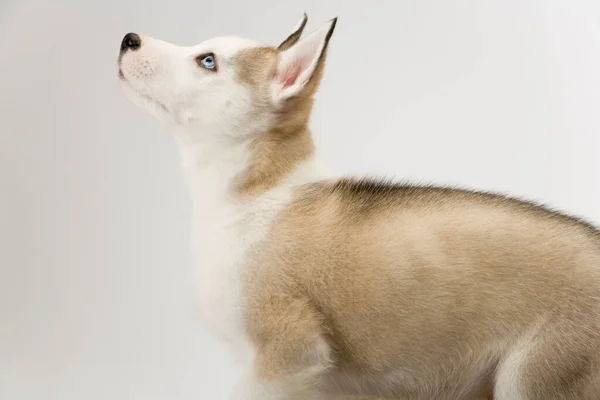 Cachorro Perro Husky Joven Muy Lindo Con Ojos Azules Penetrantes —  Fotos de Stock