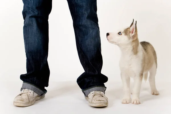 Cucciolo Cane Husky Molto Carino Con Gli Occhi Azzurri Penetranti — Foto Stock