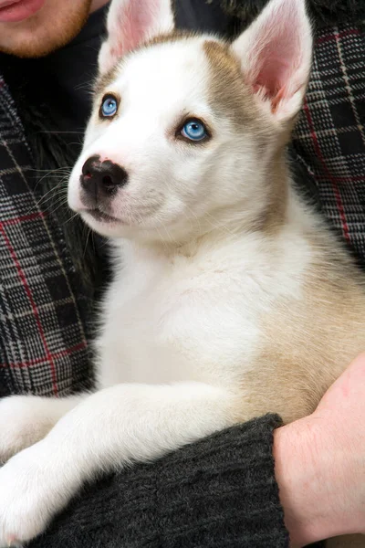 Pui Pufos Câine Husky Ochi Albaștri Piercing Este Ținut Stăpânul — Fotografie, imagine de stoc