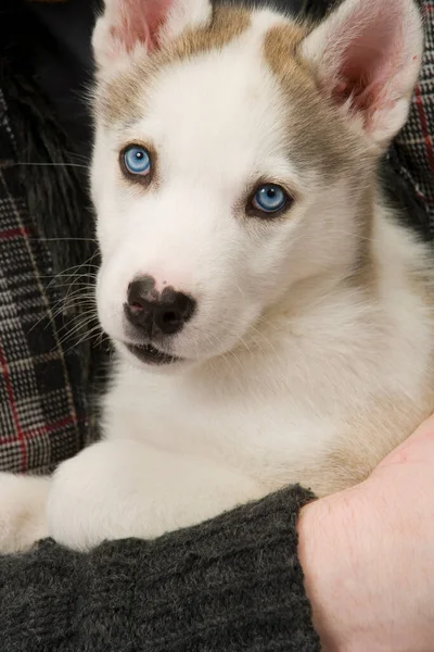 Fluffy Joven Husky Cachorro Perro Con Penetrantes Ojos Azules Abrazado — Foto de Stock