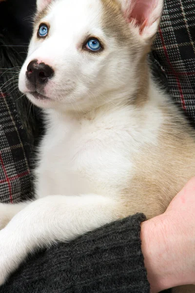 Puszysty Młody Szczeniak Husky Pies Przekłuwającymi Niebieskimi Oczami Jest Trzymany — Zdjęcie stockowe