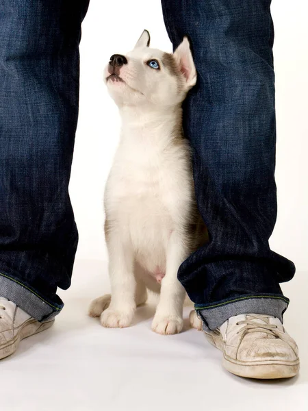 Ein Sehr Süßer Junger Husky Welpe Sitzt Zwischen Den Beinen — Stockfoto