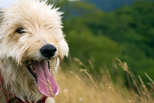 Chien Haletant Riant Reposant Pendant Une Promenade — Photo