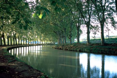 Ağaçta sonbaharın ilk işaretleri Capestang, Herault, Fransa 'daki Canal du Midi kanalında görüldü.