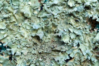 Lichens arkaplan dokusunu kapat