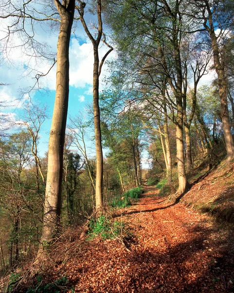 Sendero Pie Del Bosque Hillside Primavera Cotswolds Gloucestershire Inglaterra Reino — Foto de Stock