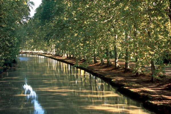 První Známky Podzimu Stromě Lemované Kanálu Canal Midi Capestang Herault — Stock fotografie