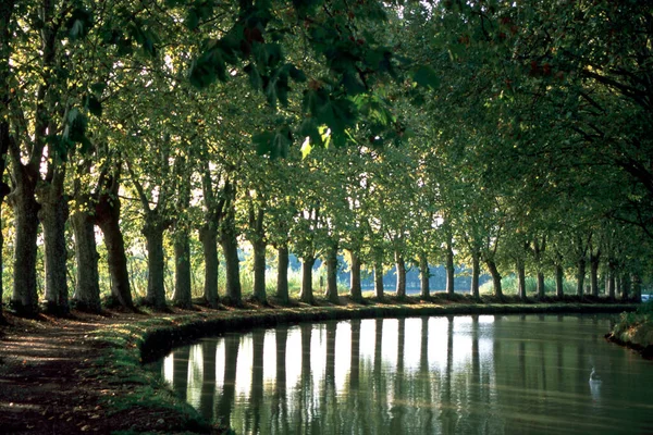 这棵风景如画的树边 Canal Midi Capestang Herault Naquedoc Roussillon France — 图库照片