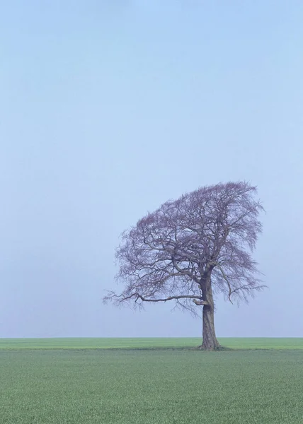 Lone tree on horizon against blue sky
