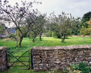 Cotswolds, İngiltere 'de taş bir duvarın arkasında eski bir meyve bahçesi.