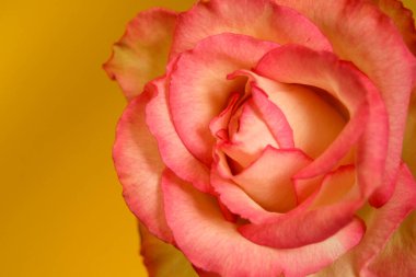 Pembe gül sarı arkaplanda