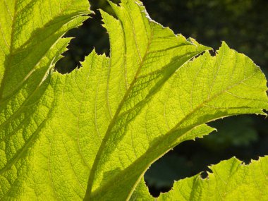 Topçu yaprağı dokusu kapat