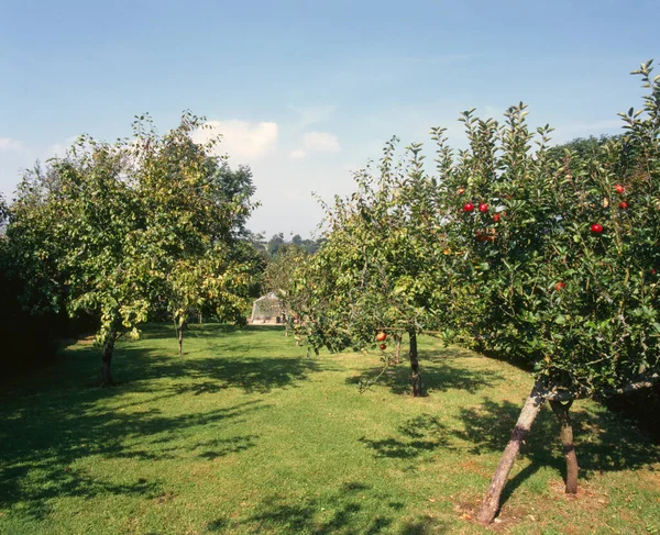 Stary Sad Dojrzałymi Czerwonymi Jabłkami Cotswolds Wielka Brytania — Zdjęcie stockowe