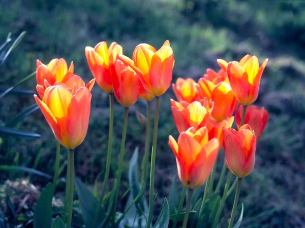Pomarańczowy Żółty Tulipany Świecące Wiosennym Słońcu — Zdjęcie stockowe