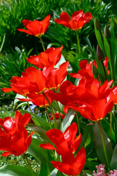Remendo Tulipas Vermelhas Vibrantes Sol Primavera — Fotografia de Stock