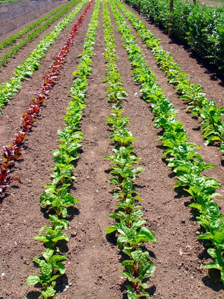 Piantine Vegetali Lunghe File Grande Giardino — Foto Stock