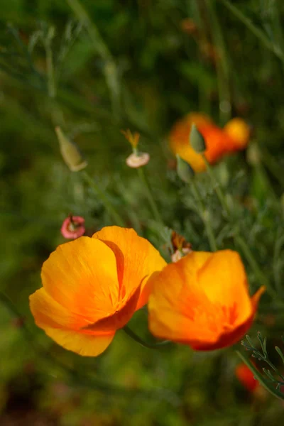 Lebendiger Orangefarbener Kalifornischer Mohn Aus Nächster Nähe Einer Garteneinfassung — Stockfoto