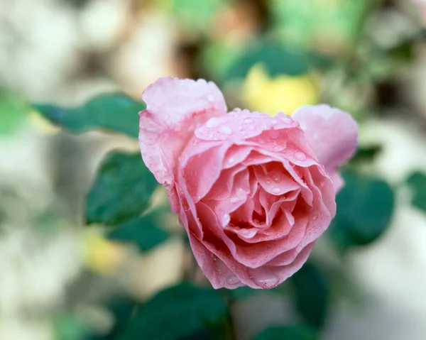 Single Pink Rose Flower Rain — Stock Photo, Image