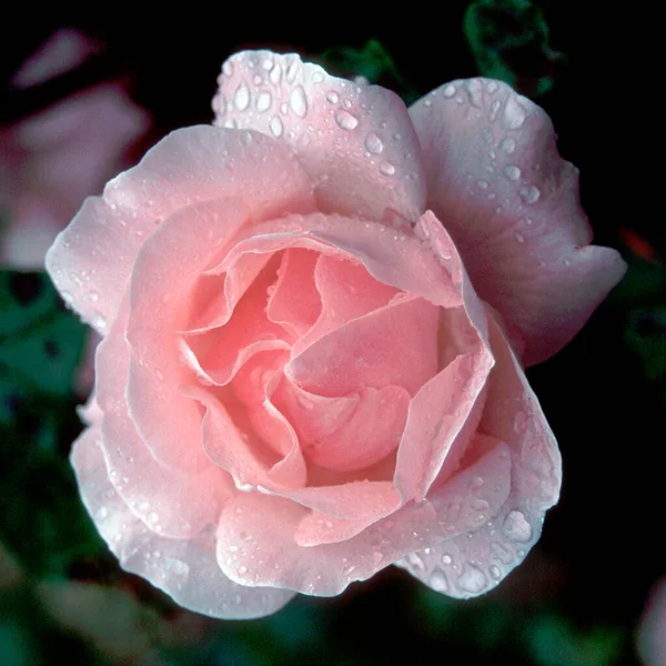 Single Pink Rose Dew Drops — Stock Photo, Image