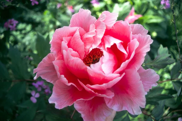 Una Sola Flor Peonía Rosa —  Fotos de Stock