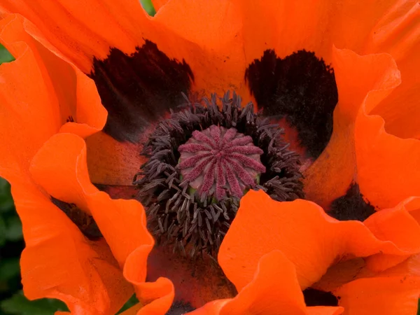 Herz Einer Lebendigen Roten Mohnblume — Stockfoto