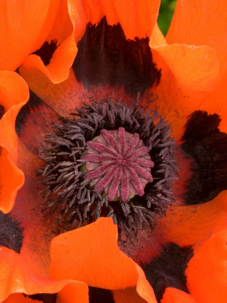 Heart Vibrant Red Poppy Flower — Stock Photo, Image