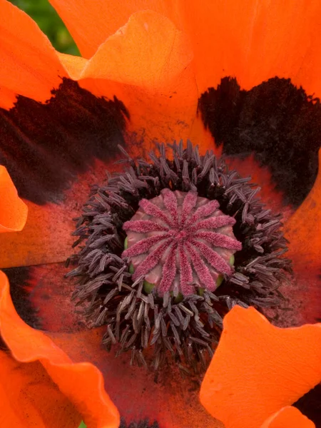 Coração Uma Flor Papoula Vermelha Vibrante — Fotografia de Stock