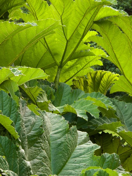 Vibrant Green Gunnera Leaves Texture — Stock Photo, Image