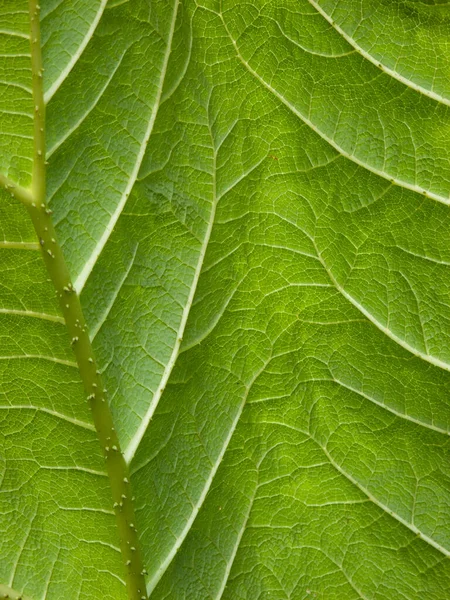 Dessous Une Texture Feuille Gunnera — Photo