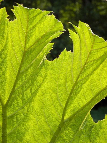 Gunnera Texture Des Feuilles Fermer Rétroéclairé — Photo