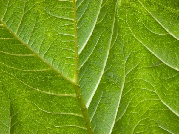Underside Gunnera Leaf Texture — Stock Photo, Image
