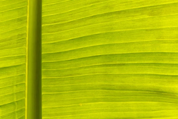 Feuille Bananier Motif Rétroéclairé — Photo