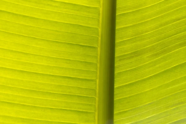 Feuille Bananier Motif Rétroéclairé — Photo