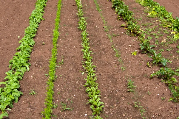 Uma Viariedade Mudas Legumes Jovens Crescendo Fileiras Com Algumas Ervas — Fotografia de Stock