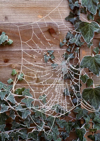 Raureif Spinnennetz — Stockfoto